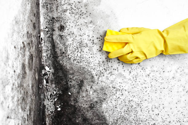 Best Environmental Consulting for Mold Prevention  in Liberty, MO
